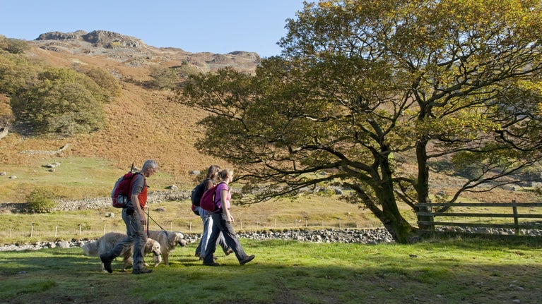 Family walking with pet dogs near Stonethwaite, Borrowdale, Lake District, Cumbria in autumn